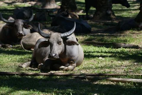 Water buffalo Stock Photos