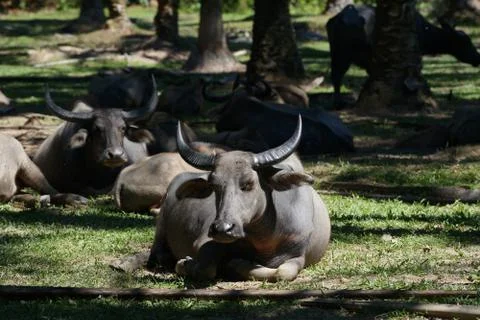 Water buffalo Stock Photos