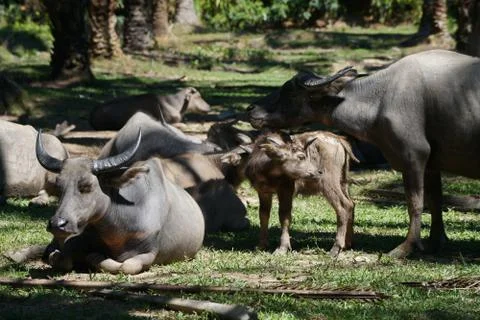 Water buffalo Stock Photos