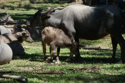 Water buffalo Stock Photos