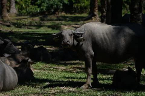 Water buffalo Stock Photos