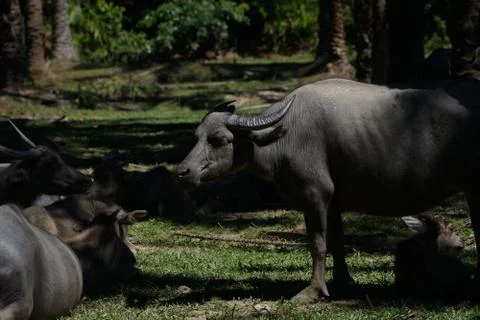 Water buffalo Stock Photos