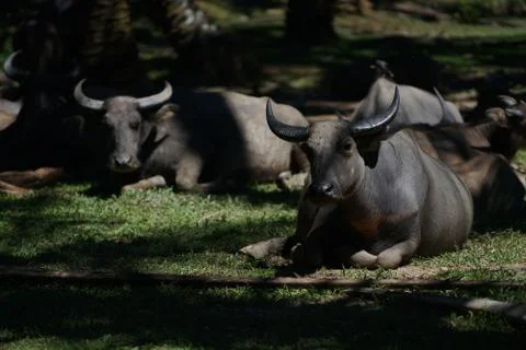 Water buffalo Stock Photos