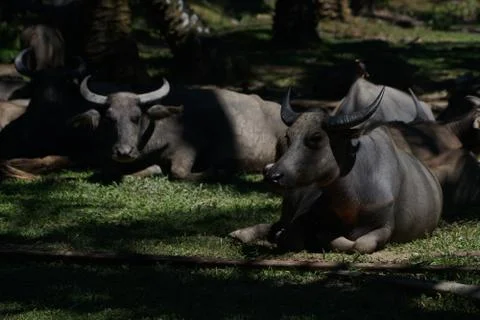 Water buffalo Stock Photos