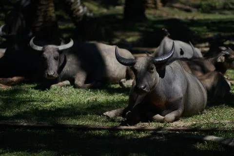 Water buffalo Stock Photos