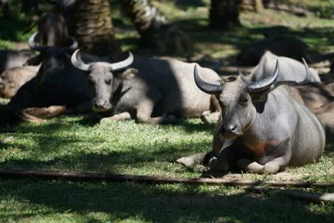 Water buffalo Stock Photos