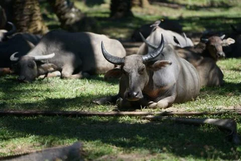 Water buffalo Stock Photos