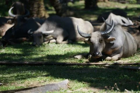 Water buffalo Stock Photos