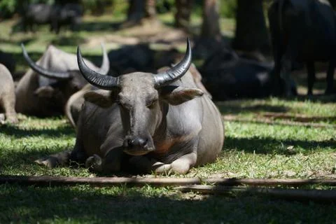 Water buffalo Stock Photos