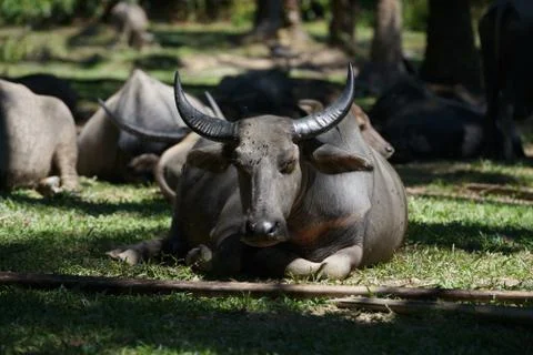 Water buffalo Stock Photos