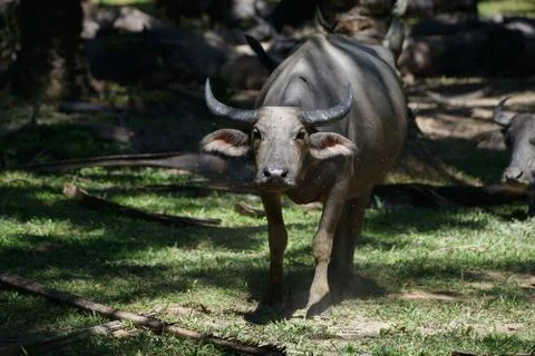 Water buffalo Stock Photos