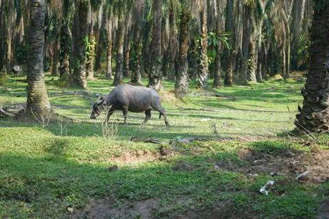 Water buffalo Stock Photos