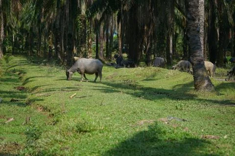 Water buffalo Stock Photos
