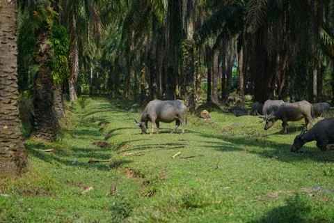 Water buffalo Stock Photos