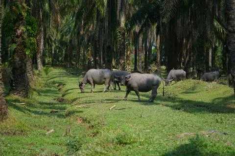 Water buffalo Stock Photos