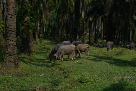 Water buffalo Stock Photos
