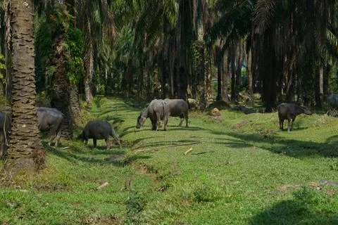 Water buffalo Stock Photos