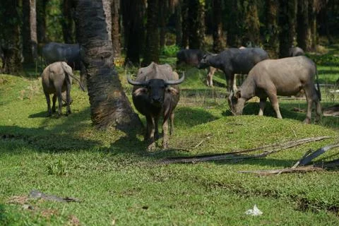 Water buffalo Stock Photos
