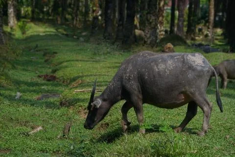 Water buffalo Stock Photos