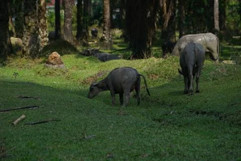 Water buffalo Stock Photos
