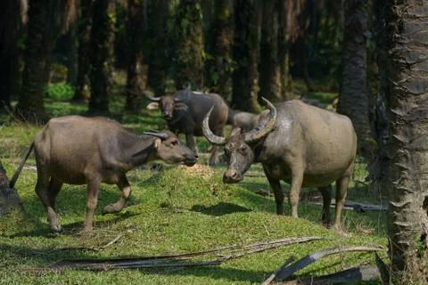 Water buffalo Stock Photos