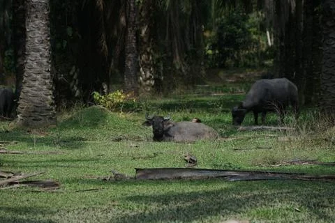 Water buffalo Stock Photos