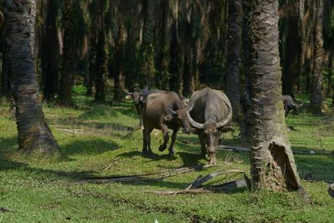 Water buffalo Stock Photos