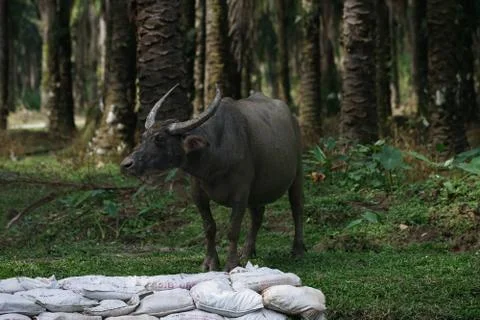 Water buffalo Stock Photos