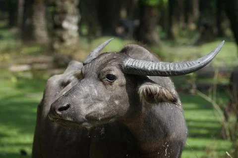 Water buffalo Stock Photos