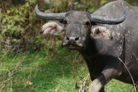 Water buffalo Stock Photos