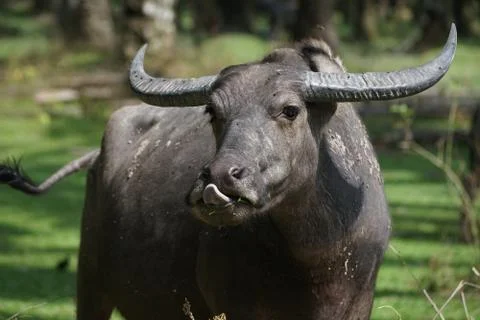 Water buffalo Stock Photos