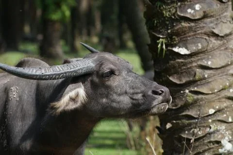 Water buffalo Stock Photos