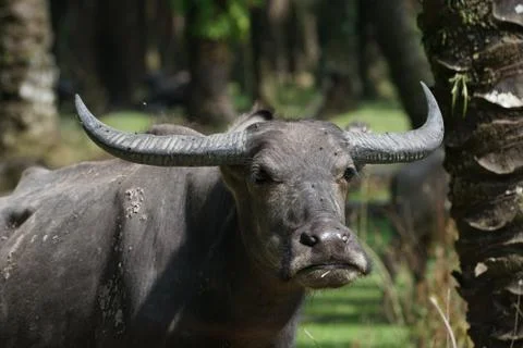 Water buffalo Stock Photos