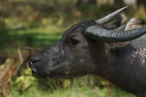 Water buffalo Stock Photos