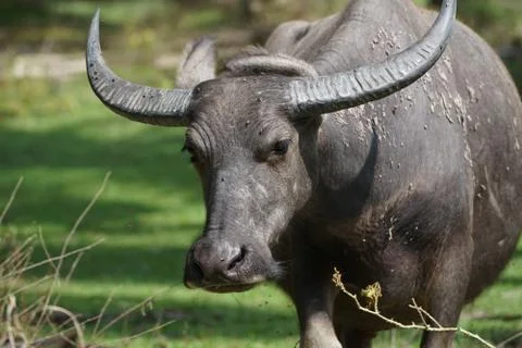 Water buffalo Stock Photos