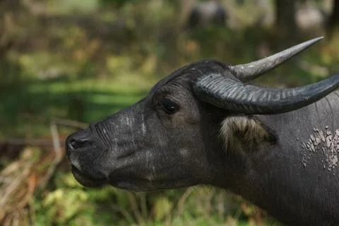 Water buffalo Stock Photos