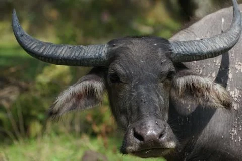 Water buffalo Stock Photos