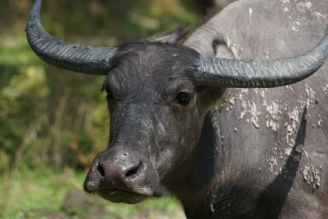 Water buffalo Stock Photos