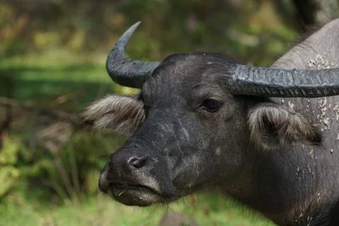 Water buffalo Stock Photos