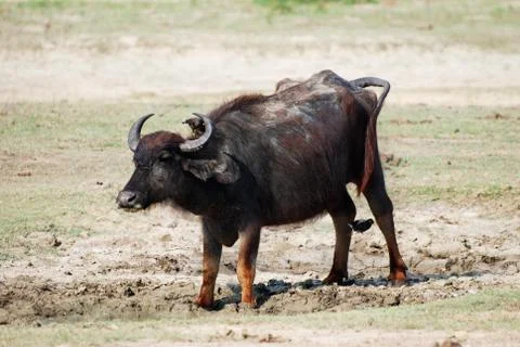 Water buffalo Foto stock