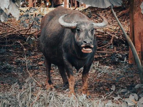 Water buffalo Stock Photos