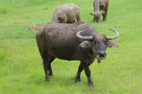 Water buffalo Stock Photos