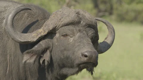 Water buffalo profile Stock Footage 30555400