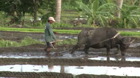 Water Buffalo Pulls Plough Through Rice Field Video stock 8926233