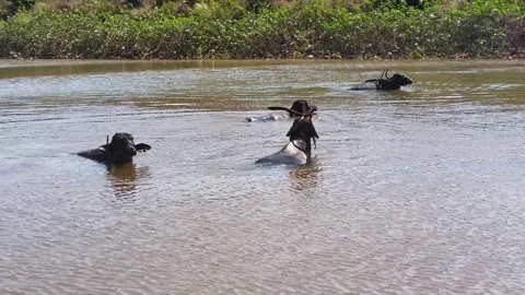 Water Buffalo Resting in River Under Clear Sky Rural India Stock Footage 330278659