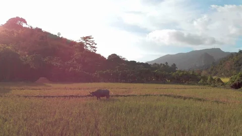 Water buffalo in rice field Stock Footage