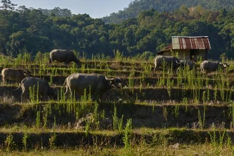 Water buffalo in a rice field Stock Photos