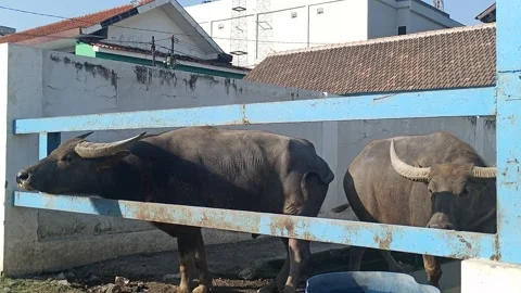 Water buffalo is seen resting behind a simple blue fence in an outdoor area Stock Footage 313169016