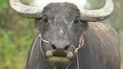 Water Buffalo - Slow Motion,Close-up,Front View Stockbeeldmateriaal 156388013