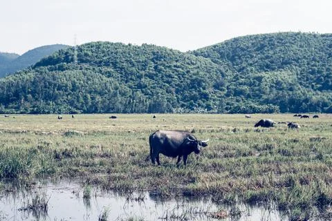 Water Buffalo Standing graze rice grass field meadow sun, forested mountains Stock Photos